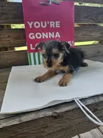 Max, a male Yorkipoo for sale in Pearson, GA – 2 of 4