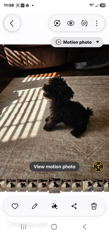 Romeo – Poodle - Toy  puppy for sale in Pearson, GA
