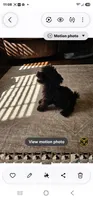 Romeo, a male Poodle - Toy  for sale in Pearson, GA – 1 of 6