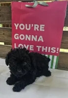 Romeo, a male Poodle - Toy  for sale in Pearson, GA – 2 of 2