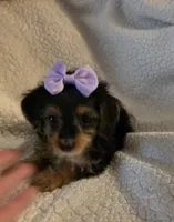 Mercedes , a female Yorkipoo and Poodle - Toy  for sale in Pearson, GA – 7 of 10