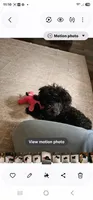 Romeo, a male Poodle - Toy  for sale in Pearson, GA – 5 of 6