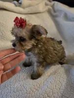 Lexie , a female Yorkipoo and Poodle - Toy  for sale in Pearson, GA – 6 of 10