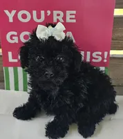 Lainey , a female Poodle - Toy  for sale in Pearson, GA – 4 of 4