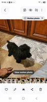 Romeo, a male Poodle - Toy  for sale in Pearson, GA – 4 of 6