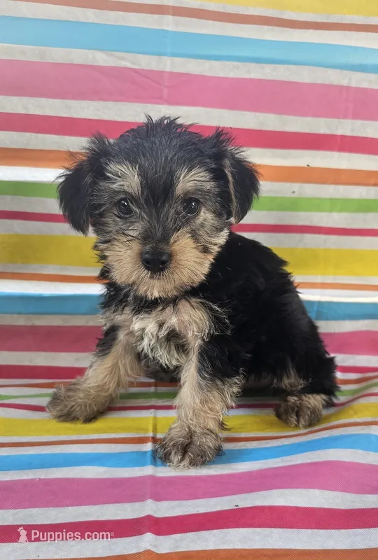 Teddy Bear – Yorkshire Terrier puppy for sale in Pearson, GA