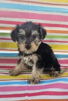 Teddy Bear, a male Yorkshire Terrier for sale in Pearson, GA – Photo 1 of 4