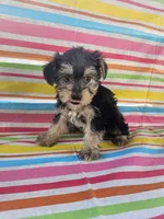 Teddy Bear, a male Yorkshire Terrier for sale in Pearson, GA – Photo 4 of 4