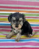 Teddy Bear, a male Yorkshire Terrier for sale in Pearson, GA – Photo 3 of 4