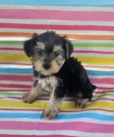 Teddy Bear, a male Yorkshire Terrier for sale in Pearson, GA – Photo 2 of 4
