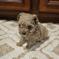 Max, a male Poodle - Toy  for sale in Pearson, GA – Photo 5 of 8