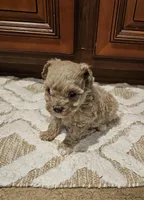 Max, a male Poodle - Toy  for sale in Pearson, GA – Photo 5 of 8