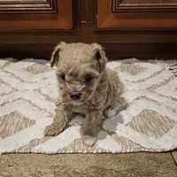 Max, a male Poodle - Toy  for sale in Pearson, GA – Photo 4 of 8