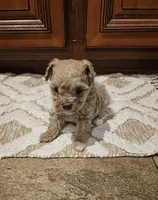 Max, a male Poodle - Toy  for sale in Pearson, GA – Photo 4 of 8
