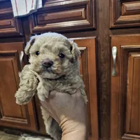 Max, a male Poodle - Toy  for sale in Pearson, GA – Photo 8 of 8