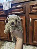 Max, a male Poodle - Toy  for sale in Pearson, GA – Photo 8 of 8