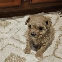 Max, a male Poodle - Toy  for sale in Pearson, GA – Photo 1 of 8