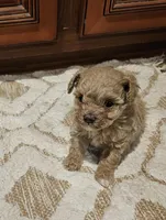Max, a male Poodle - Toy  for sale in Pearson, GA – Photo 1 of 8