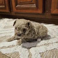 Max, a male Poodle - Toy  for sale in Pearson, GA – Photo 3 of 8