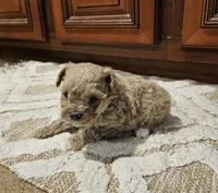 Max, a male Poodle - Toy  for sale in Pearson, GA – Photo 3 of 8