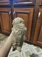 Max, a male Poodle - Toy  for sale in Pearson, GA – Photo 6 of 8