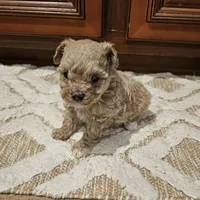 Max, a male Poodle - Toy  for sale in Pearson, GA – Photo 2 of 8