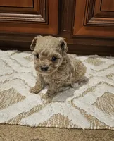 Max, a male Poodle - Toy  for sale in Pearson, GA – Photo 2 of 8