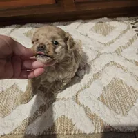 Max, a male Poodle - Toy  for sale in Pearson, GA – Photo 7 of 8