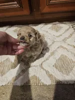 Max, a male Poodle - Toy  for sale in Pearson, GA – Photo 7 of 8