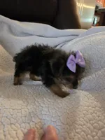 Mercedes , a female Yorkipoo and Poodle - Toy  for sale in Pearson, GA – 4 of 10