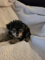 Teddy Bear, a male Yorkipoo and Poodle - Toy  for sale in Pearson, GA – 3 of 6