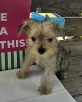 Lexus, a female Yorkipoo for sale in Pearson, GA – 2 of 4