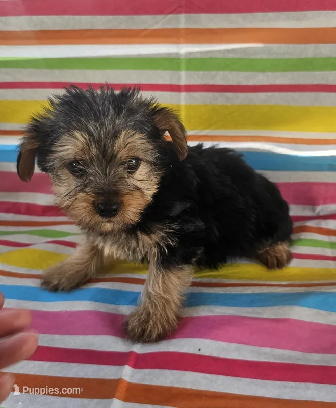 Sammy – Yorkshire Terrier puppy for sale in Pearson, GA