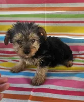 Sammy, a female Yorkshire Terrier for sale in Pearson, GA – Photo 1 of 4