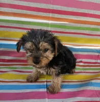Sammy, a female Yorkshire Terrier for sale in Pearson, GA – Photo 3 of 4
