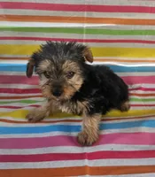 Sammy, a female Yorkshire Terrier for sale in Pearson, GA – Photo 2 of 4