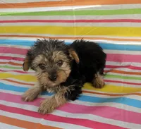 Sammy, a female Yorkshire Terrier for sale in Pearson, GA – Photo 4 of 4