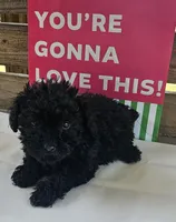 Romeo, a male Poodle - Toy  for sale in Pearson, GA – 1 of 2