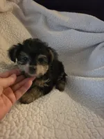 Teddy Bear, a male Yorkipoo and Poodle - Toy  for sale in Pearson, GA – 4 of 6