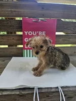 Harley, a male Yorkipoo for sale in Pearson, GA – 4 of 4