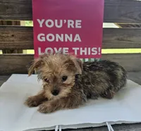 Harley, a male Yorkipoo for sale in Pearson, GA – 2 of 4