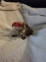 Lexie , a female Yorkipoo and Poodle - Toy  for sale in Pearson, GA – 2 of 10