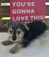 Mike, a male Yorkipoo for sale in Pearson, GA – 3 of 3