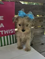 Lexus, a female Yorkipoo for sale in Pearson, GA – 3 of 4