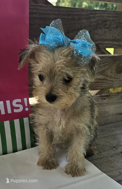 Lexus – Yorkipoo puppy for sale in Pearson, GA