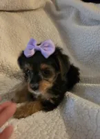 Mercedes , a female Yorkipoo and Poodle - Toy  for sale in Pearson, GA – 5 of 10