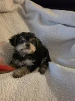 Teddy Bear, a male Yorkipoo and Poodle - Toy  for sale in Pearson, GA – 2 of 6