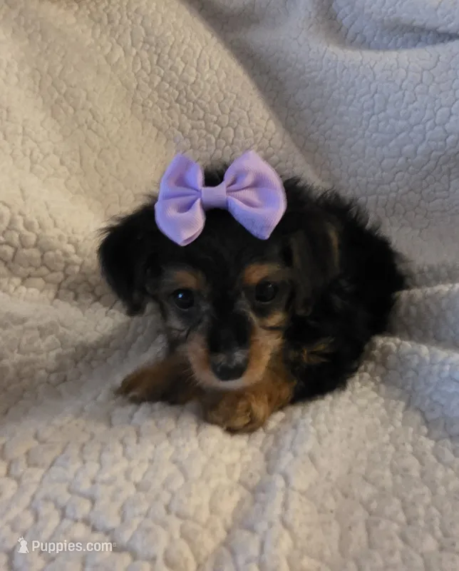Mercedes  – Yorkipoo, Poodle - Toy  puppy for sale in Pearson, GA