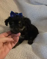 Lacy, a female Yorkipoo and Poodle - Toy  for sale in Pearson, GA – 7 of 7