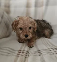 Harley, a male Yorkipoo for sale in Pearson, GA – 3 of 7